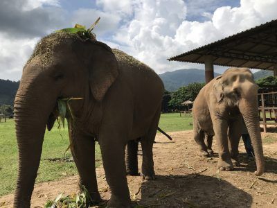 Donde ver Elefantes en Chiang Mai