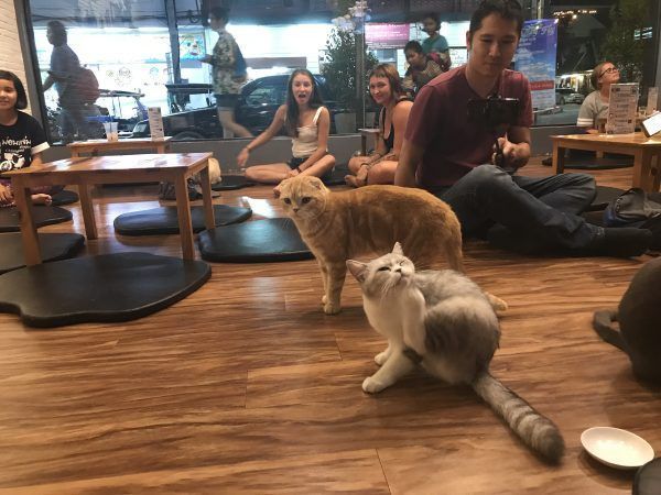 riega la flor Diacrítico Audaz ➞ Bar de gatos en Chiang Rai ❤️ Tailandia - Ahorra y Viaja